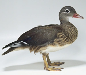 Side view of a Mandarin Duck with head in profile and webbed feet