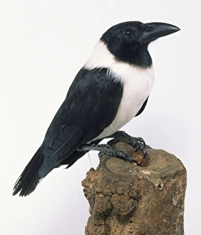 Side view of a Pied Crow, perched on a tree stump, showing the head Side view of a Pied Crow, perched on a tree stump, showing the head