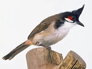 Side view of a Red-Whiskered Bulbul, perching on an upturned log Side view of a Red-Whiskered Bulbul, perching on an upturned log