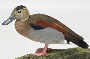 Side view of a Ringed Teal drake standing on a lichen-covered branch, with head in profile, showing rich chestnut back Side view of a Ringed Teal drake standing on a lichen-covered branch, with head in profile, showing rich chestnut back