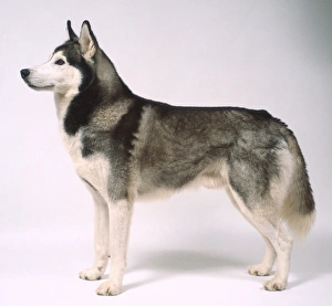 Side view of Siberian Husky Dog