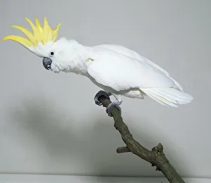 Side view of a Sulphur-Crested Cockatoo with head in profile, perching on a branch while leaning forwards Side view of a Sulphur-Crested Cockatoo with head in profile, perching on a branch while leaning forwards