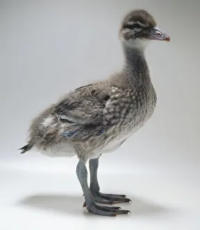 Side view of a twentyfour-day-old Maned duckling, Chenonetta jubata, with head in profile Side view of a twentyfour-day-old Maned duckling, Chenonetta jubata, with head in profile