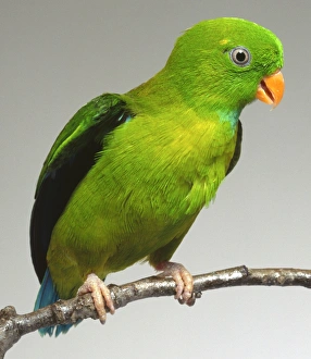 Front view of a Vernal Hanging-Parrot, Loriculus vernalis, with head in profile, perching on a narrow branch Front view of a Vernal Hanging-Parrot, Loriculus vernalis, with head in profile, perching on a narrow branch