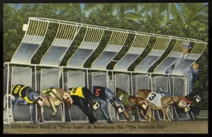 Prints of Release of starting gate sends group of greyhound stars away to a perfect start in one of the feature races at Derby Lane, home of historic St. Petersburg Kennel Club Vintage Postcard Prints: Greyhound Race Start at Derby Lane Print