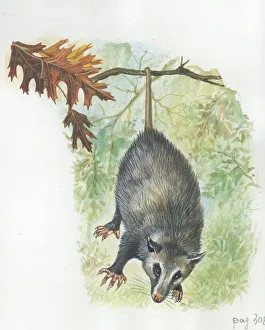 Virginia Opossum Didelphis virginiana hanging from branch, illustration Virginia Opossum Didelphis virginiana hanging from branch, illustration