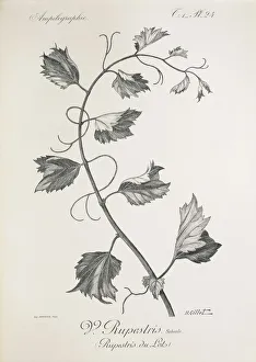 Vitis rupestris (Rupestris du Lot), illustration by H. Gillet Vitis rupestris (Rupestris du Lot), illustration by H. Gillet