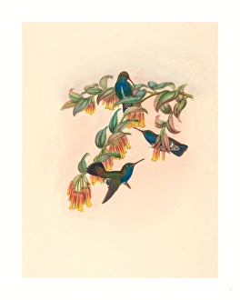 W. Hart (british, Active 1851 1898 ), Agyrtria Bartletti (bartletts Emerald) W. Hart (british, Active 1851 1898 ), Agyrtria Bartletti (bartletts Emerald)