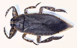 Waterbug, Lethocerus grandis, with a wide flat body, pointed thorax, and short large front legs, above view Waterbug, Lethocerus grandis, with a wide flat body, pointed thorax, and short large front legs, above view