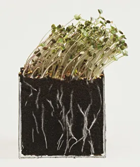 Watercress plant with leaves pointing in one direction and showing roots in soil Watercress plant with leaves pointing in one direction and showing roots in soil