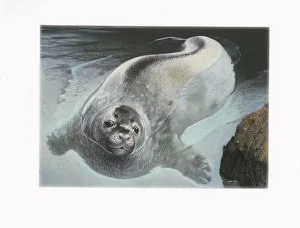 Weddell Seal (Leptonychotes weddellii), illustration Weddell Seal (Leptonychotes weddellii), illustration