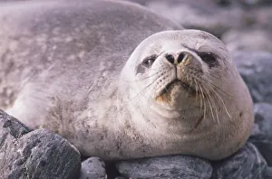 Weddell Seal lounging about on rocks Weddell Seal lounging about on rocks