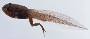 Five Week Old Tadpole Print
