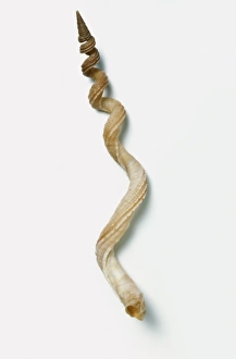 West Indian worm shell (Vermicularia spirata) West Indian worm shell (Vermicularia spirata)