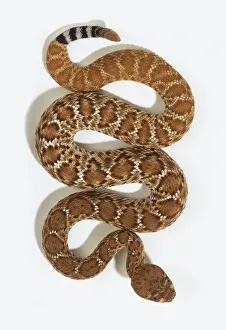 Western Diamondback Rattlesnake (Crotalus atrox) slithering, view from above Western Diamondback Rattlesnake (Crotalus atrox) slithering, view from above