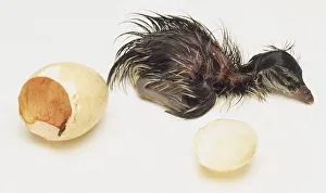 A wet, sticky, duckling recently hatched A wet, sticky, duckling recently hatched