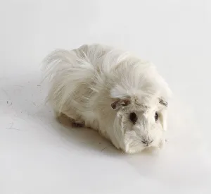 White Abyssinian Guinea Pig (Cavia porcellus) White Abyssinian Guinea Pig (Cavia porcellus)