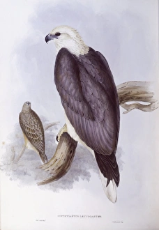 White-bellied fish-eagle (Haliaeetus leucogaster), Engraving by John Gould White-bellied fish-eagle (Haliaeetus leucogaster), Engraving by John Gould