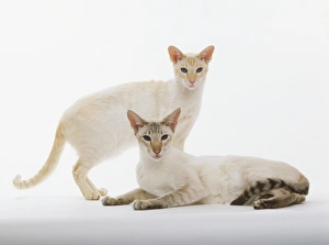 Two white cats one lying the other standing Two white cats one lying the other standing