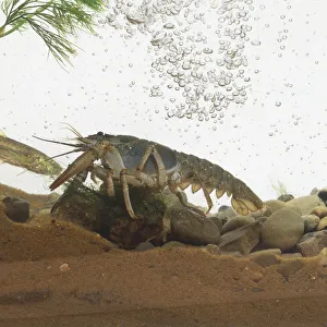 White-clawed crayfish (Austropotamobius pallipes) perched on pebbles, side view White-clawed crayfish (Austropotamobius pallipes) perched on pebbles, side view