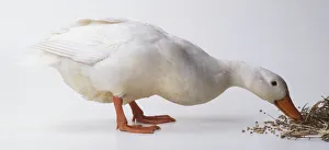 A White Duck (Anatidae) building a nest, side view A White Duck (Anatidae) building a nest, side view