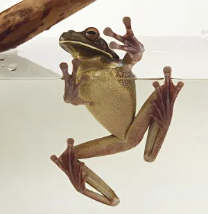 White-lipped or Giant Treefrog, Litoria Infrafrenata, in a tank White-lipped or Giant Treefrog, Litoria Infrafrenata, in a tank