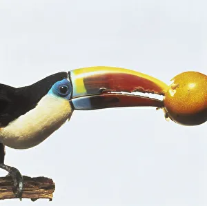 White-throated toucan (Ramphastos tucanus) biting into passion fruit White-throated toucan (Ramphastos tucanus) biting into passion fruit