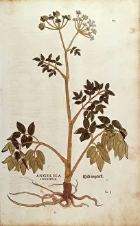 Wild Angelica (Angelica sylvestris) by Leonhart Fuchs from De historia stirpium commentarii insignes Wild Angelica (Angelica sylvestris) by Leonhart Fuchs from De historia stirpium commentarii insignes