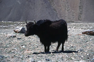Wild Yak (Bos grunniens) in the Khunjerab Pass Wild Yak (Bos grunniens) in the Khunjerab Pass
