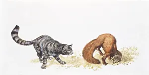 Two Wildcats (Felis silvestris), illustration Two Wildcats (Felis silvestris), illustration