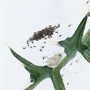 Wolf spiders (Lycosidae) hatched from egg Wolf spiders (Lycosidae) hatched from egg