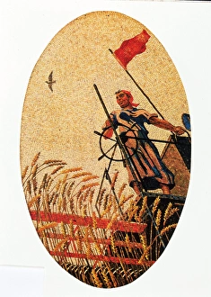 Woman harvesting wheat on combine harvester Woman harvesting wheat on combine harvester