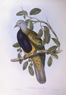 Wompoo fruit-dove (Ptilinopus magnificus), Engraving by John Gould Wompoo fruit-dove (Ptilinopus magnificus), Engraving by John Gould