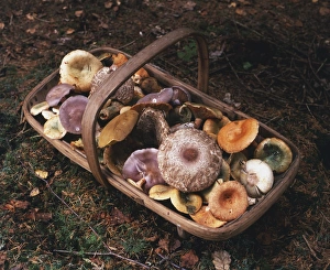Wooden basket filled with wild mushrooms Wooden basket filled with wild mushrooms