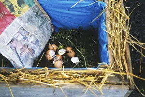 Worm bin lined with plastic, wood and straw, containing soil and eggshells and a sheet of newspaper, high angle view Worm bin lined with plastic, wood and straw, containing soil and eggshells and a sheet of newspaper, high angle view