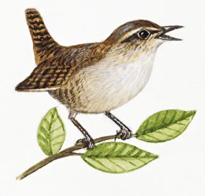Wren, Troglodytes troglodytes singing on twig or branch Wren, Troglodytes troglodytes singing on twig or branch
