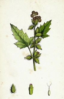 Xanthium Strumarium, Common Bur-Marygold Xanthium Strumarium, Common Bur-Marygold