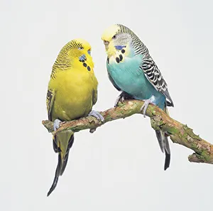 A yellow and a blue Budgie (Melopsittacus undulatus) perched on a branch, close up A yellow and a blue Budgie (Melopsittacus undulatus) perched on a branch, close up
