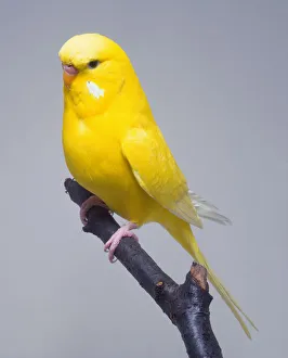 Yellow Budgerigar (Melopsittacus undulatus) perching on a branch, side view Yellow Budgerigar (Melopsittacus undulatus) perching on a branch, side view