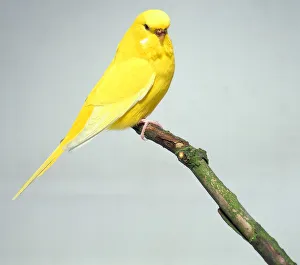 Yellow budgerigar seen from side Yellow budgerigar seen from side