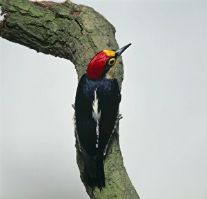 Yellow-Fronted Woodpecker (Melanerpes flavifrons) gripping lichen-covered tree trunk Yellow-Fronted Woodpecker (Melanerpes flavifrons) gripping lichen-covered tree trunk