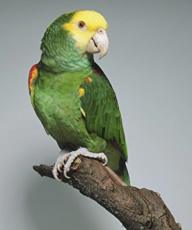 Yellow-headed Parrot (Amazona oratrix), sitting on a branch looking over its shoulder, beak slightly opened Yellow-headed Parrot (Amazona oratrix), sitting on a branch looking over its shoulder, beak slightly opened