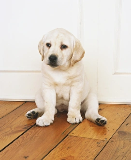 Puppy flooring sales