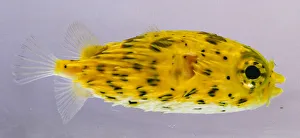 A yellow Porcupinefish (Diodon Holocanthus), side view A yellow Porcupinefish (Diodon Holocanthus), side view