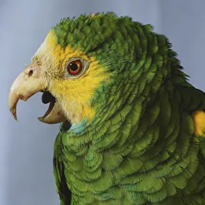 Yellow-shouldered Amazon, Amazona barbadensis, parrot with its beak open Yellow-shouldered Amazon, Amazona barbadensis, parrot with its beak open