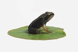 Young Frog (Anura) sitting on a lily pad, side view Young Frog (Anura) sitting on a lily pad, side view