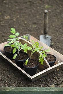 Young tomato plants in plant pots in trug Young tomato plants in plant pots in trug