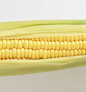 Zea saccharata, Sweet Corn, cob with green foliage Zea saccharata, Sweet Corn, cob with green foliage