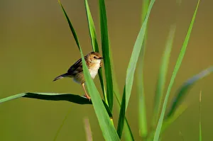 Zitting Cisticola. Cisticola Juncidis Zitting Cisticola. Cisticola Juncidis