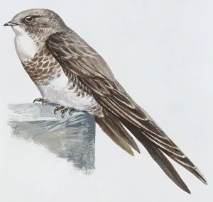 Zoology: Birds, Alpine Swift, (Apus melba), illustration Zoology: Birds, Alpine Swift, (Apus melba), illustration